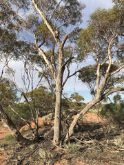 Eucalyptus concinna