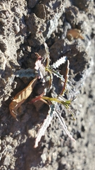 Eulobus