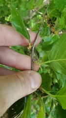 Cercocarpus betuloides blancheae