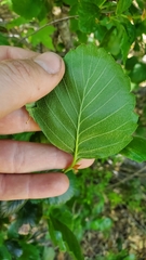 Cercocarpus betuloides blancheae