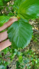Cercocarpus betuloides blancheae