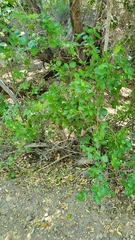 Cercocarpus betuloides blancheae