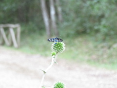 Amata ragazzii