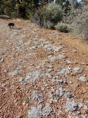 Eriogonum kennedyi austromontanum