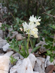 Orchis pauciflora