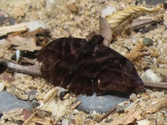 Ebrietas infanda