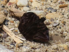 Ebrietas infanda