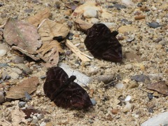 Ebrietas infanda