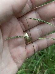 Eriochloa pseudoacrotricha