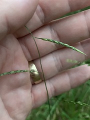 Eriochloa pseudoacrotricha