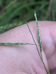 Eriochloa pseudoacrotricha