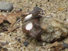Theagenes albiplaga
