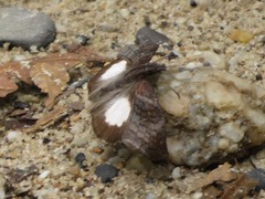 Theagenes albiplaga