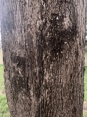 Eucalyptus moluccana