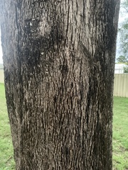 Eucalyptus moluccana