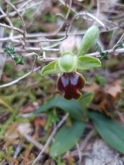 Ophrys fusca