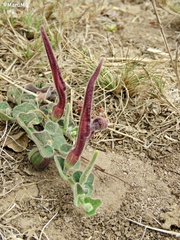 Aristolochia nana