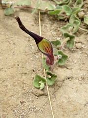 Aristolochia nana