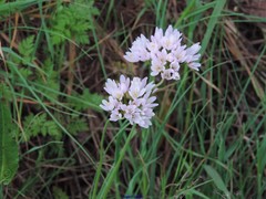Allium roseum