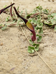 Aristolochia nana