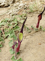 Aristolochia nana