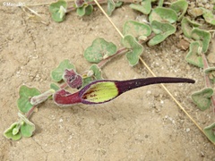 Aristolochia nana