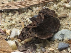 Noctuana haematospila