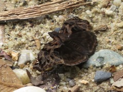 Noctuana haematospila