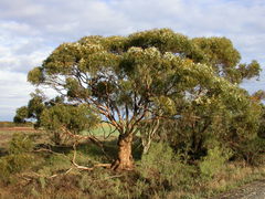 Eucalyptus calycogona trachybasis
