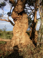 Eucalyptus calycogona trachybasis