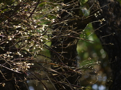 Dendrobium herbaceum