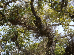 Dendrobium herbaceum