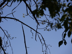 Dendrobium herbaceum