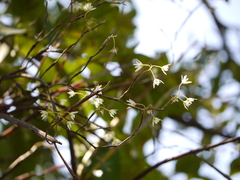 Dendrobium herbaceum
