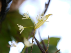 Dendrobium herbaceum
