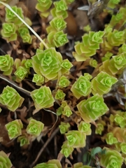 Phedimus stellatus