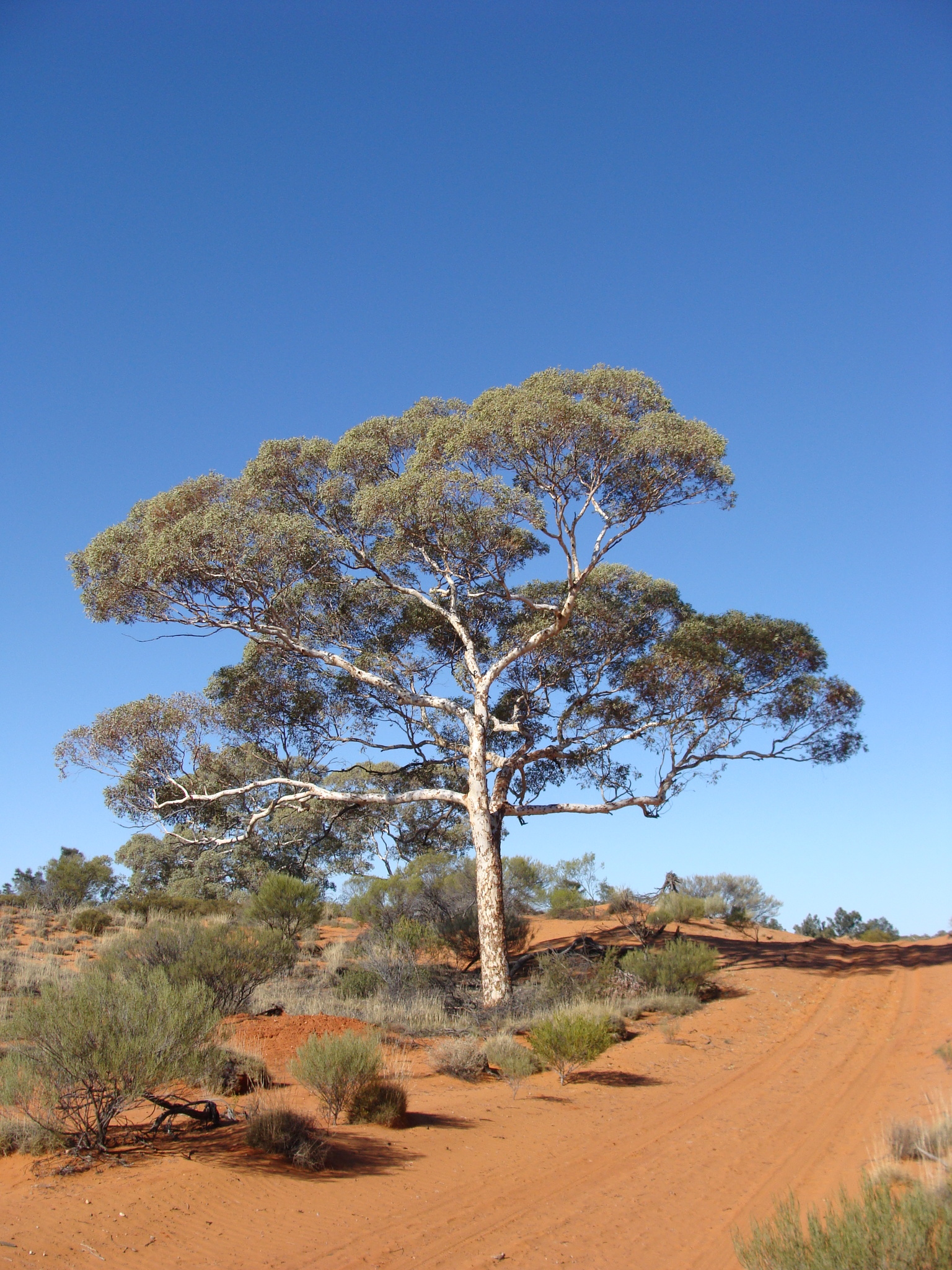 Eucalyptus gongylocarpa