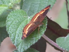 Telenassa flavocincta