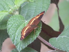 Telenassa flavocincta