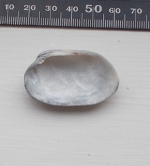 Venerupis galactites