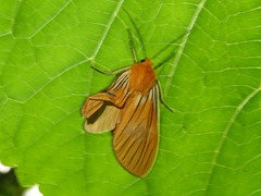 Pseudischnocampa