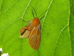 Pseudischnocampa