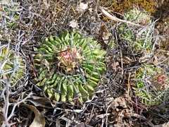 Echinofossulocactus lamellosus