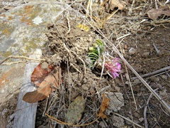 Echinofossulocactus lamellosus