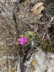 Echinofossulocactus lamellosus