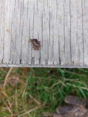 Cermatulus nasalis nasalis