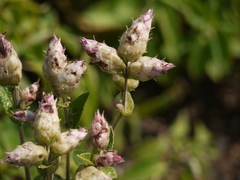 Strobilanthes reticulatus