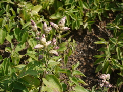 Strobilanthes reticulatus
