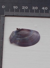 Gari modesta