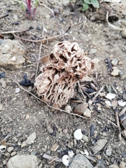 Morchella steppicola